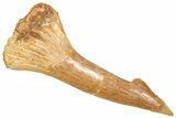 Fossil Sawfish (Onchopristis) Rostral Barb - Morocco #366710-1